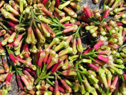 Chiodi di garofano