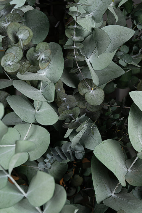 Eucalyptus