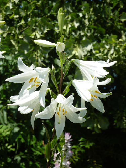 Lilium
