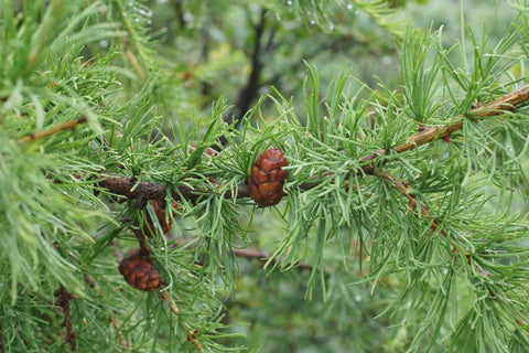 Larch