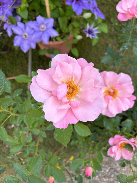 Rose