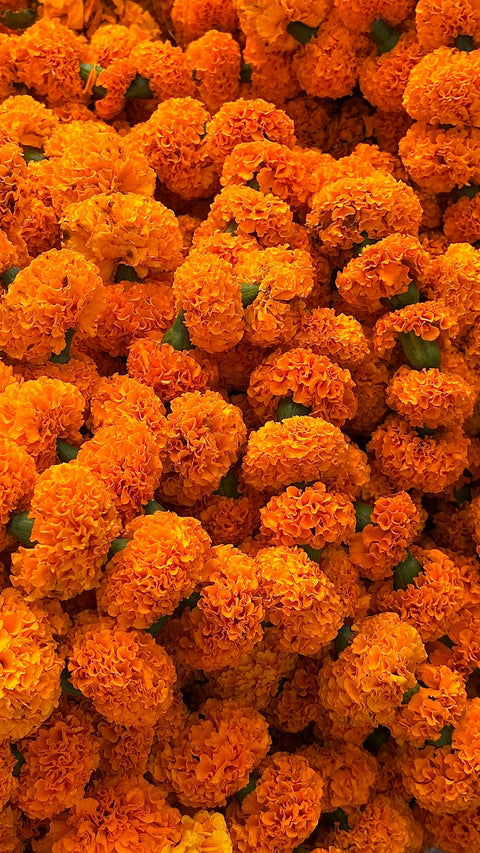Tagete and Calendula