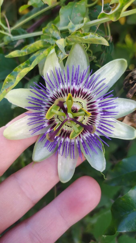 Passionflower
