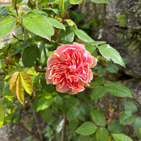 Rosa