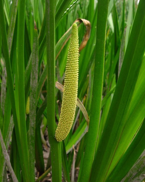 Calamo