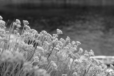 Helichrysum