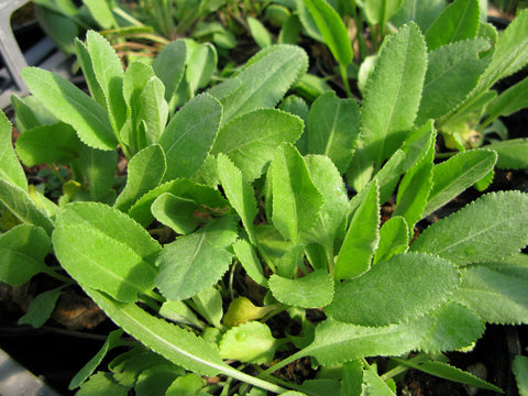 Costmary 