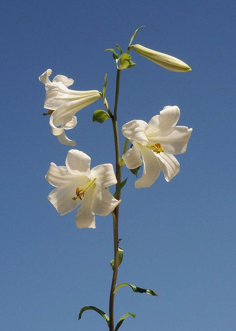 Lilium