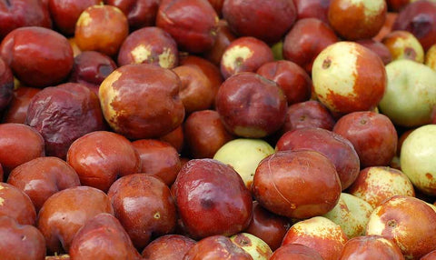 Giuggiola