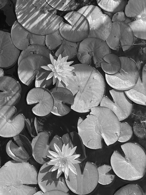 Lotus flower