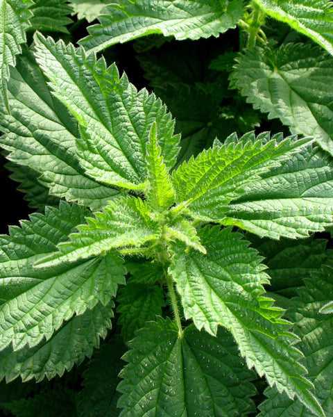 Nettle