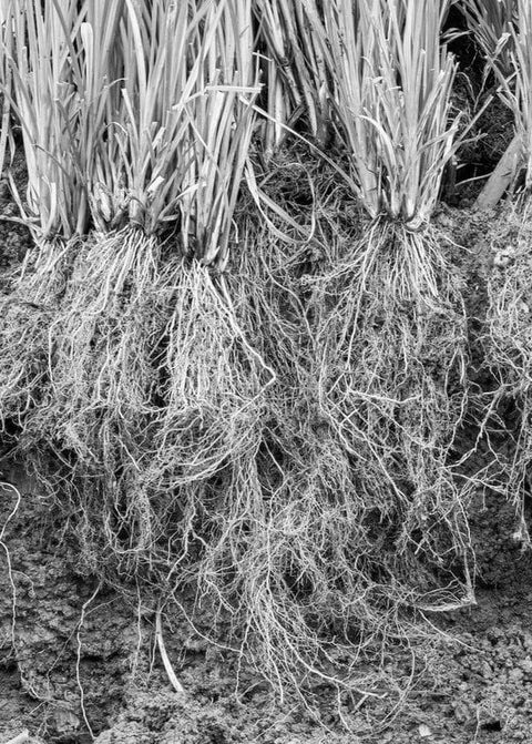 Vetiver