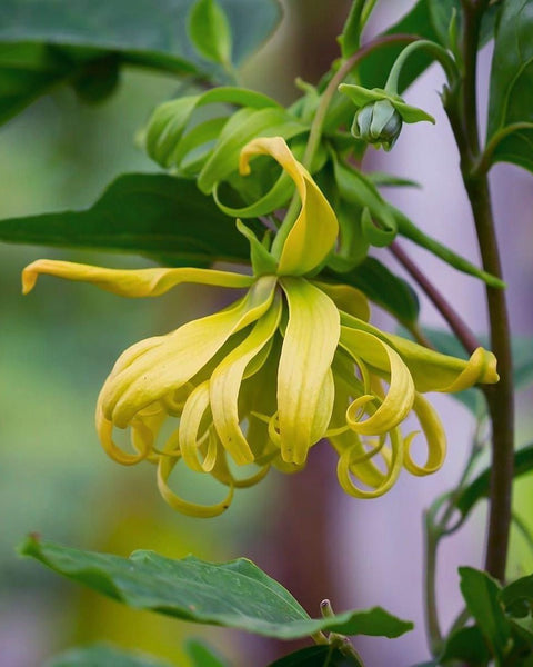 Ylang Ylang